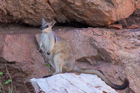 Short-eared Rock-wallaby (Petrogale brachyotis)